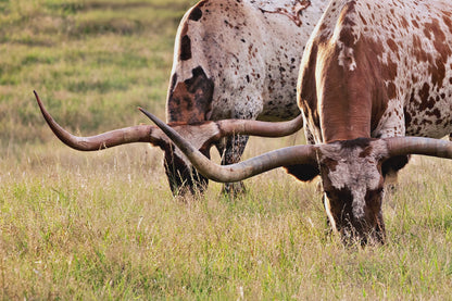 Longhorn Western Artwork - Texas Longhorn Cows