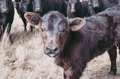 Ranch Style Decor Wall Art - Black Angus Cattle