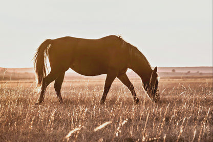 Western Bedroom Decor Horse Art