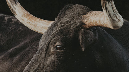 Black Texas Longhorn Cow Canvas Print