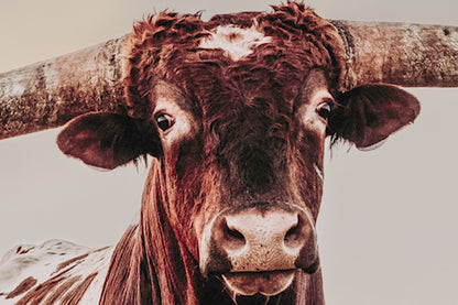 Texas Style Wall Decor - Longhorn Bull