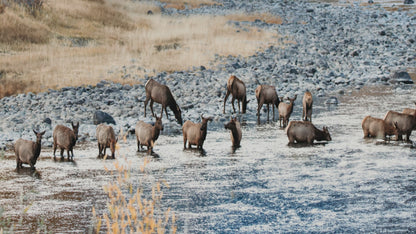 Elk in Paradise Valley Print