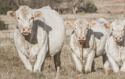 Charolais Cattle Canvas Print