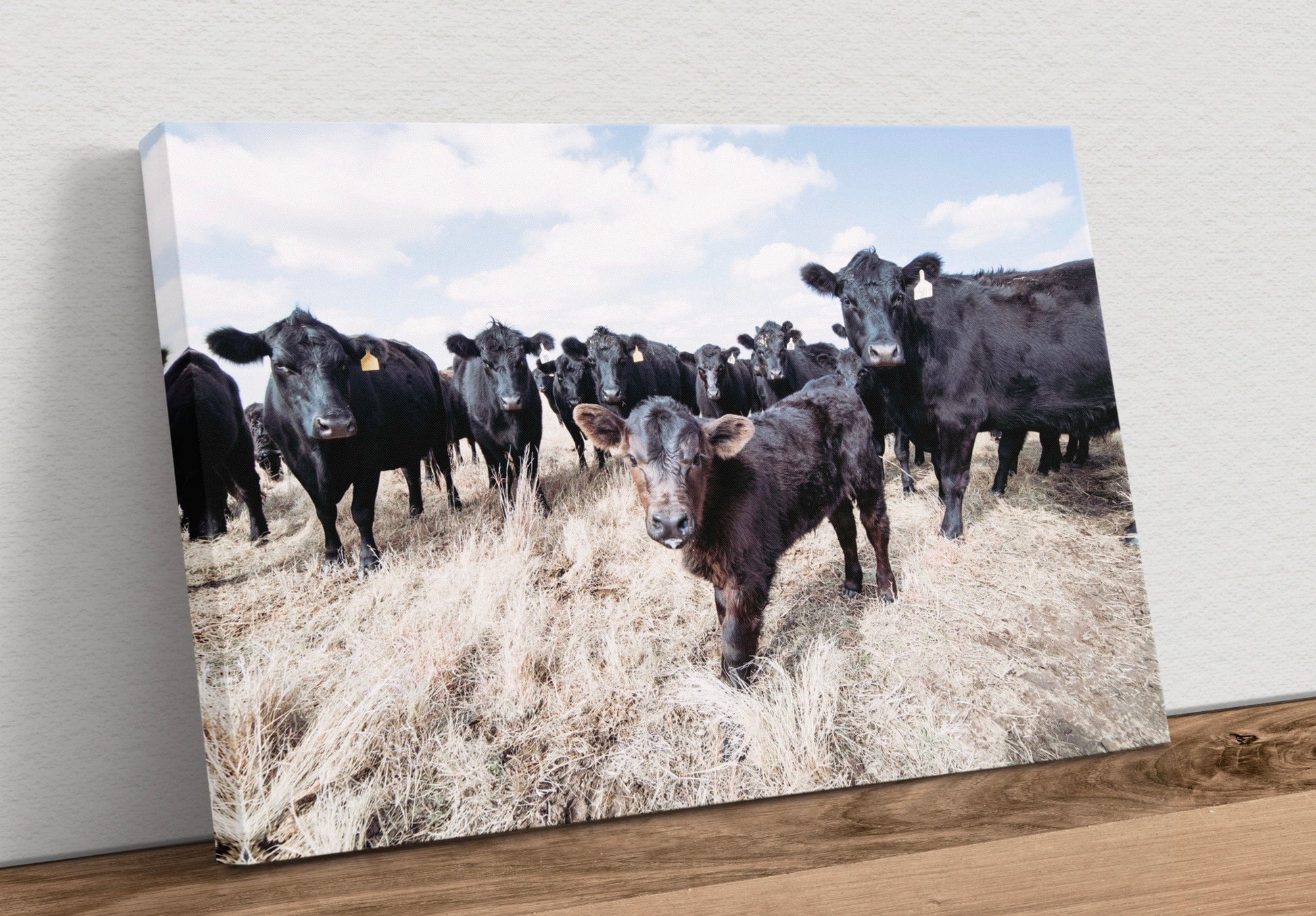 Ranch Style Decor Wall Art - Black Angus Cattle Canvas-Unframed / 12 x 18 Inches Wall Art Teri James Photography