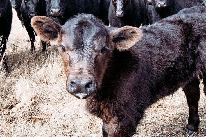 Ranch Style Decor Wall Art - Black Angus Cattle Wall Art Teri James Photography