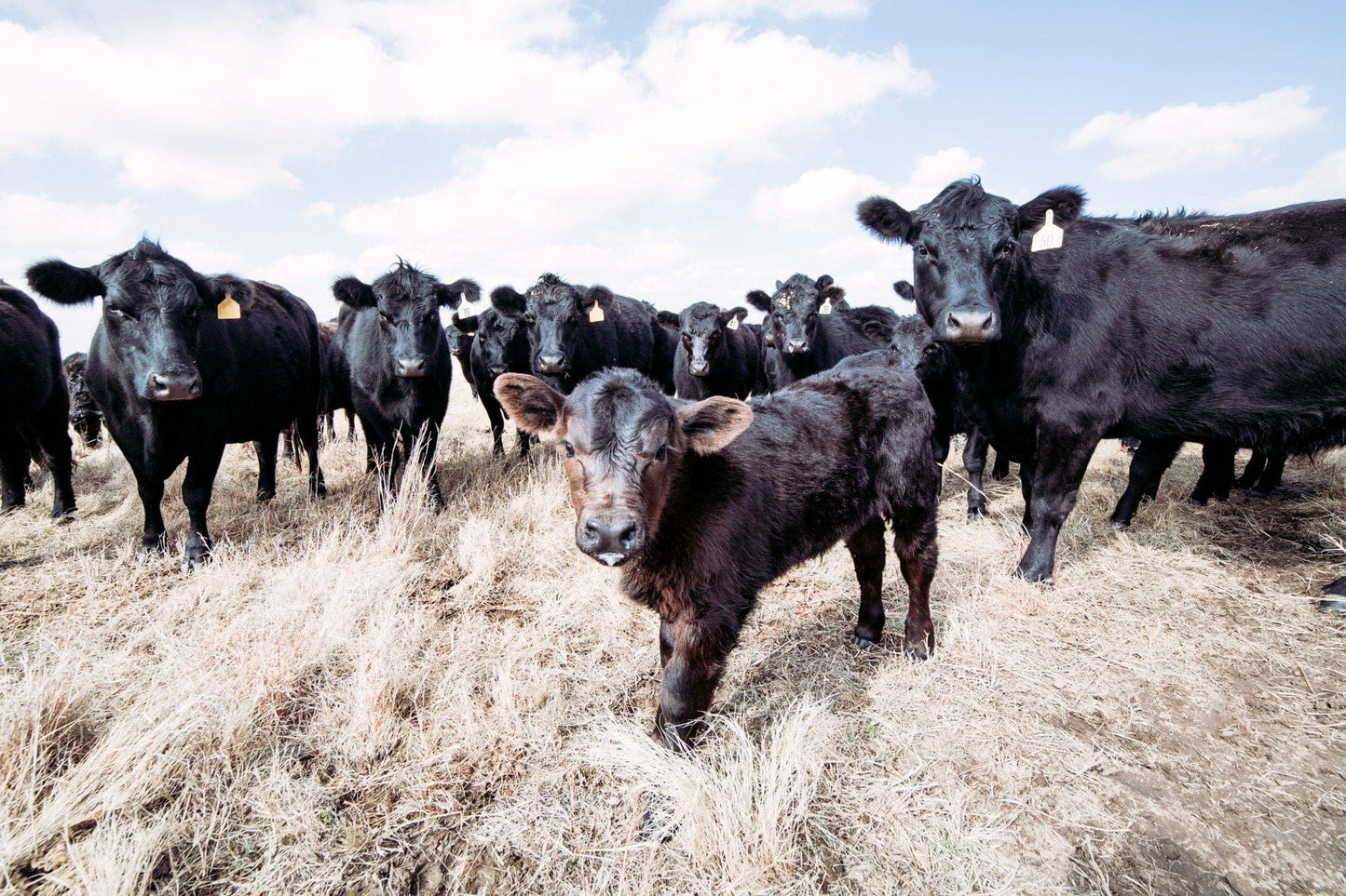 Ranch Style Decor Wall Art - Black Angus Cattle Paper Photo Print / 12 x 18 Inches Wall Art Teri James Photography