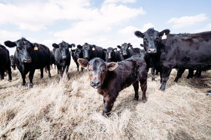 Ranch Style Decor Wall Art - Black Angus Cattle Paper Photo Print / 12 x 18 Inches Wall Art Teri James Photography