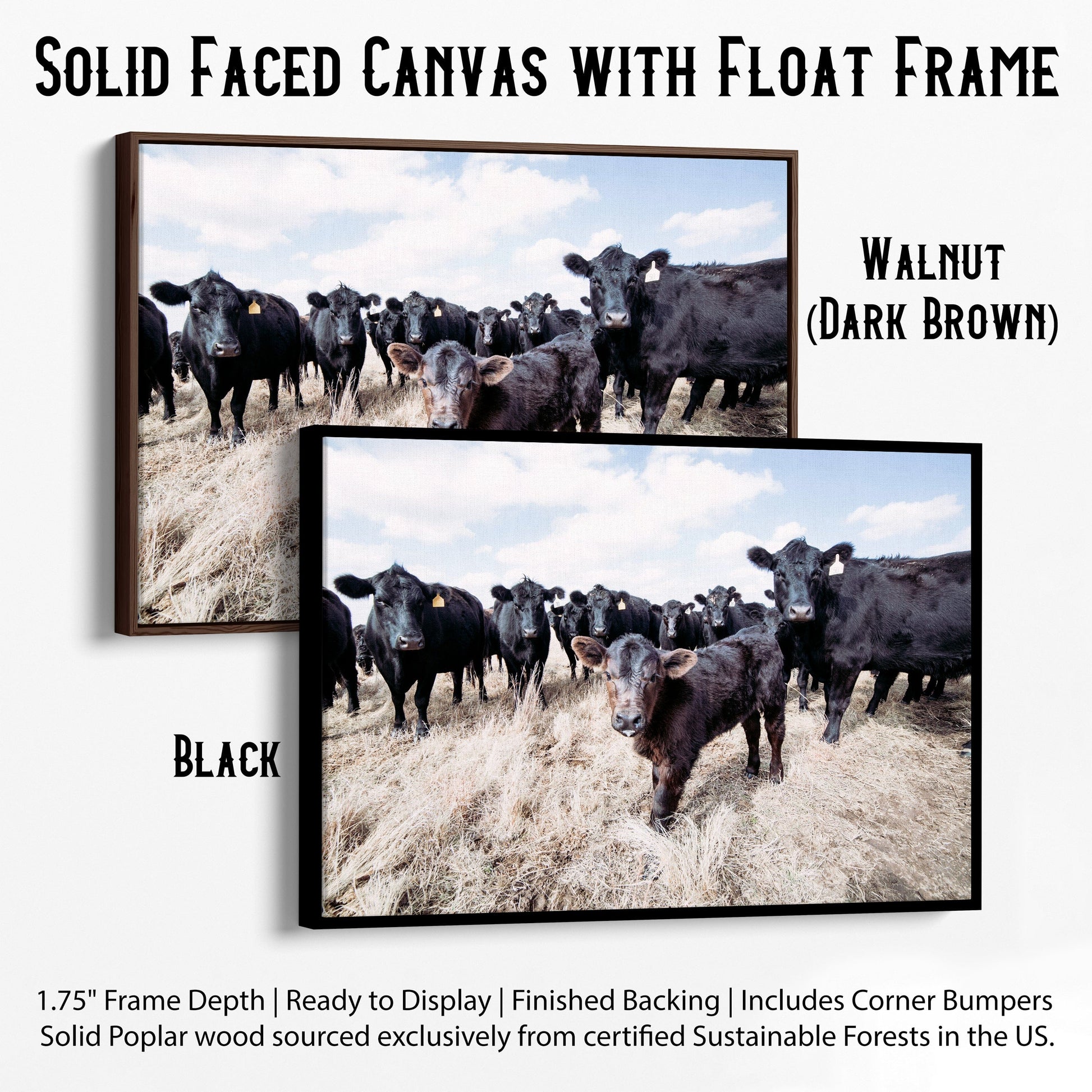 Ranch Style Decor Wall Art - Black Angus Cattle Canvas-Black Frame / 12 x 18 Inches Wall Art Teri James Photography