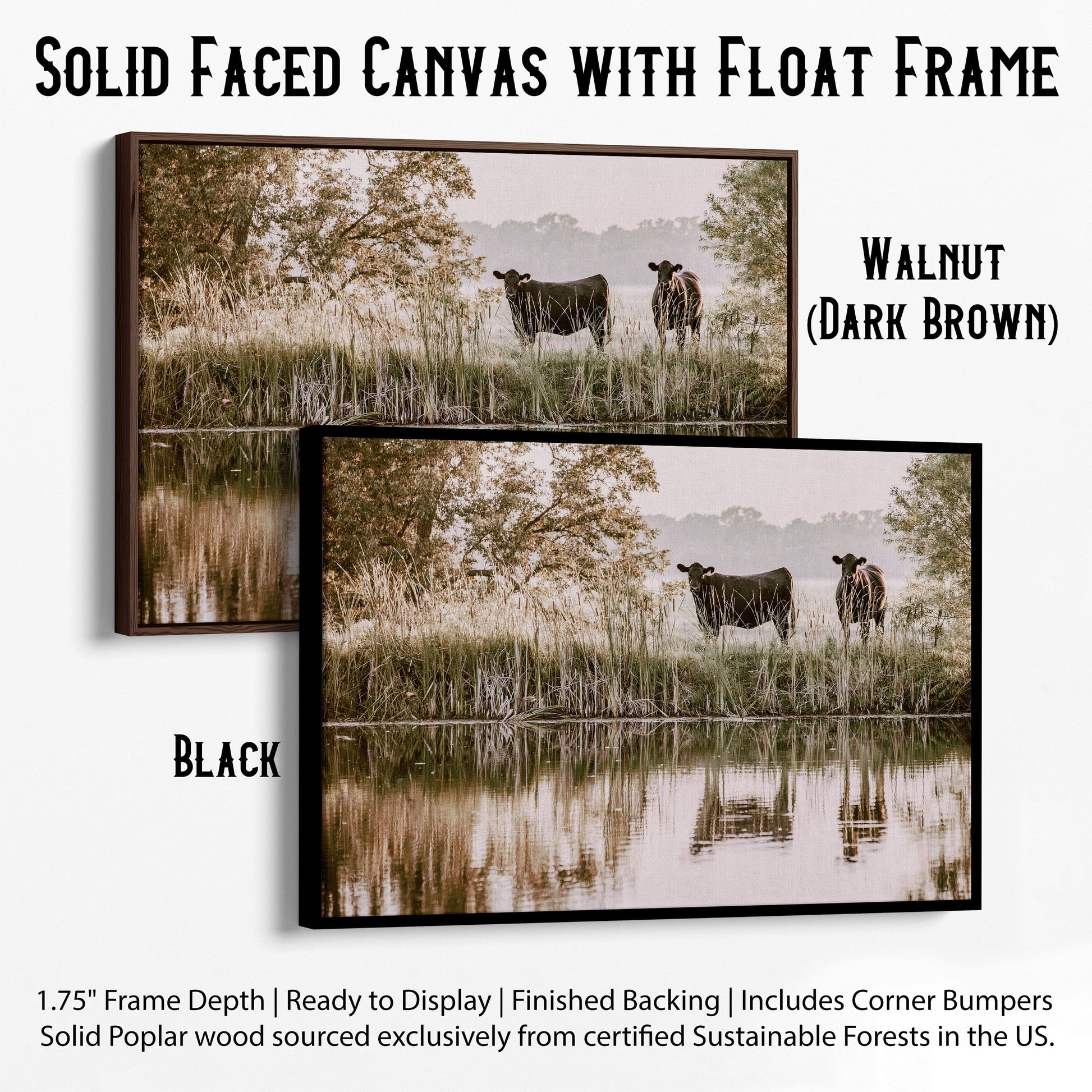 Ranch Style Wall Decor - Angus Cattle Canvas-Black Frame / 12 x 18 Inches Wall Art Teri James Photography