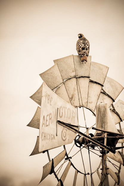 Rustic Farmhouse Wall Decor - Old Windmill and Hawk Paper Photo Print / 12 x 18 Inches Wall Art Teri James Photography