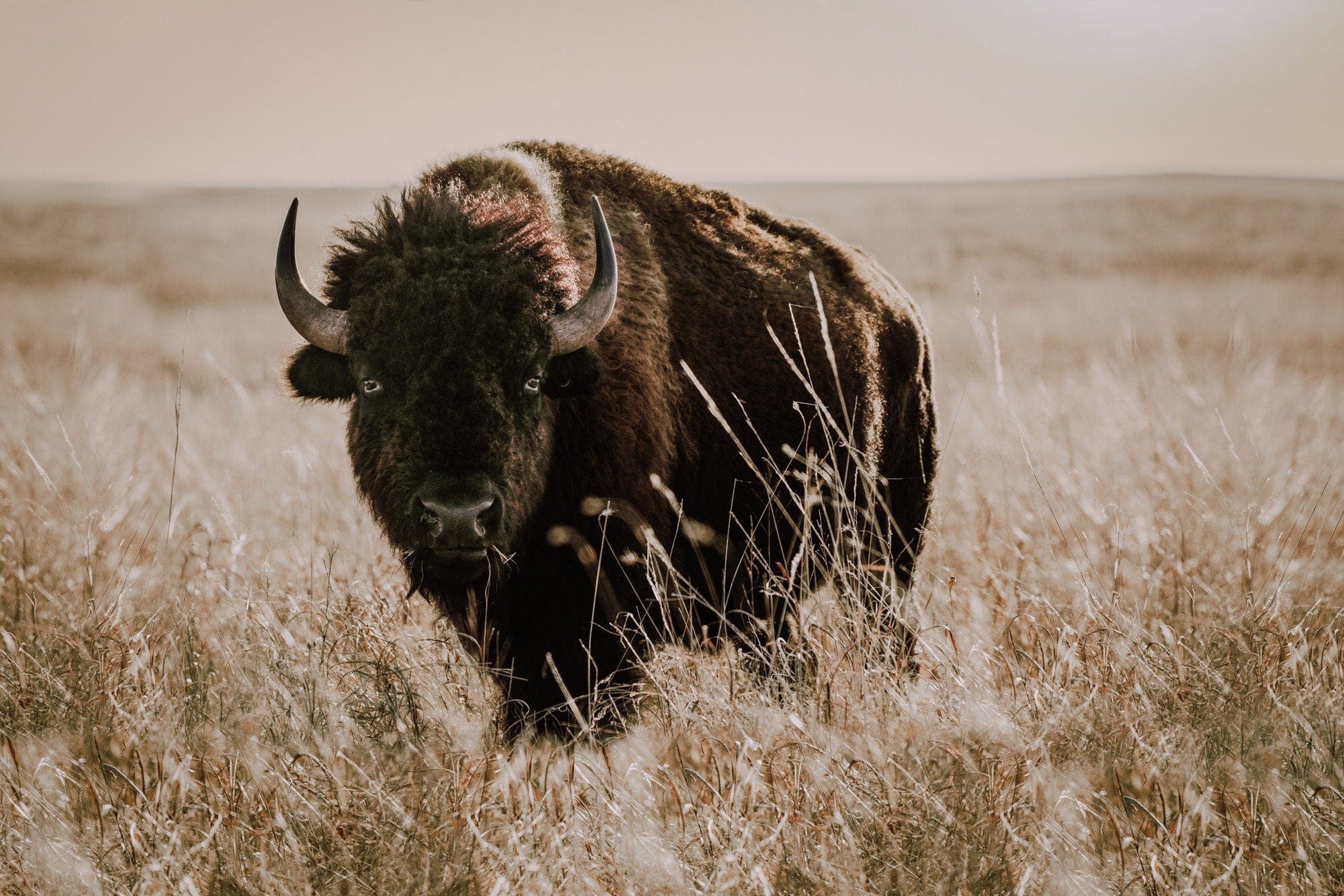 Tallgrass Prairie Bison Canvas - Buffalo Canvas Print Paper Photo Print / 12 x 18 Inches Wall Art Teri James Photography