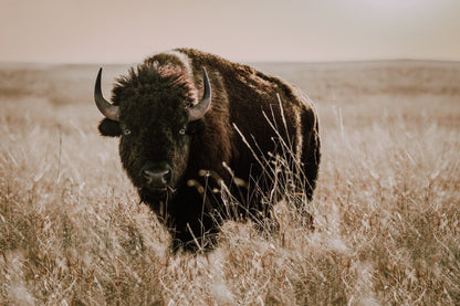 Tallgrass Prairie Bison Canvas - Buffalo Canvas Print Paper Photo Print / 12 x 18 Inches Wall Art Teri James Photography