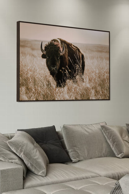 Tallgrass Prairie Bison Canvas - Buffalo Canvas Print Wall Art Teri James Photography