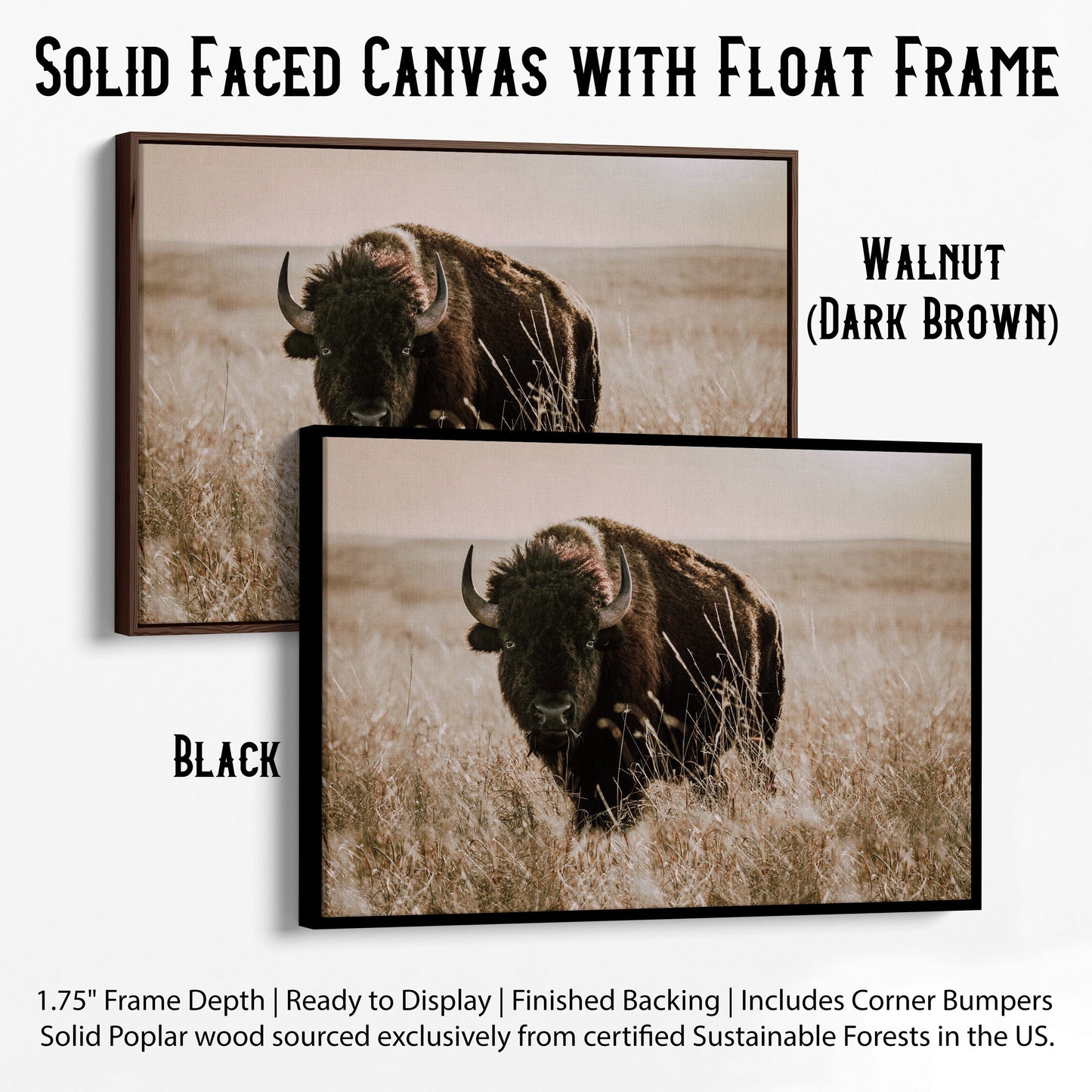 Tallgrass Prairie Bison Canvas - Buffalo Canvas Print Canvas-Black Frame / 12 x 18 Inches Wall Art Teri James Photography