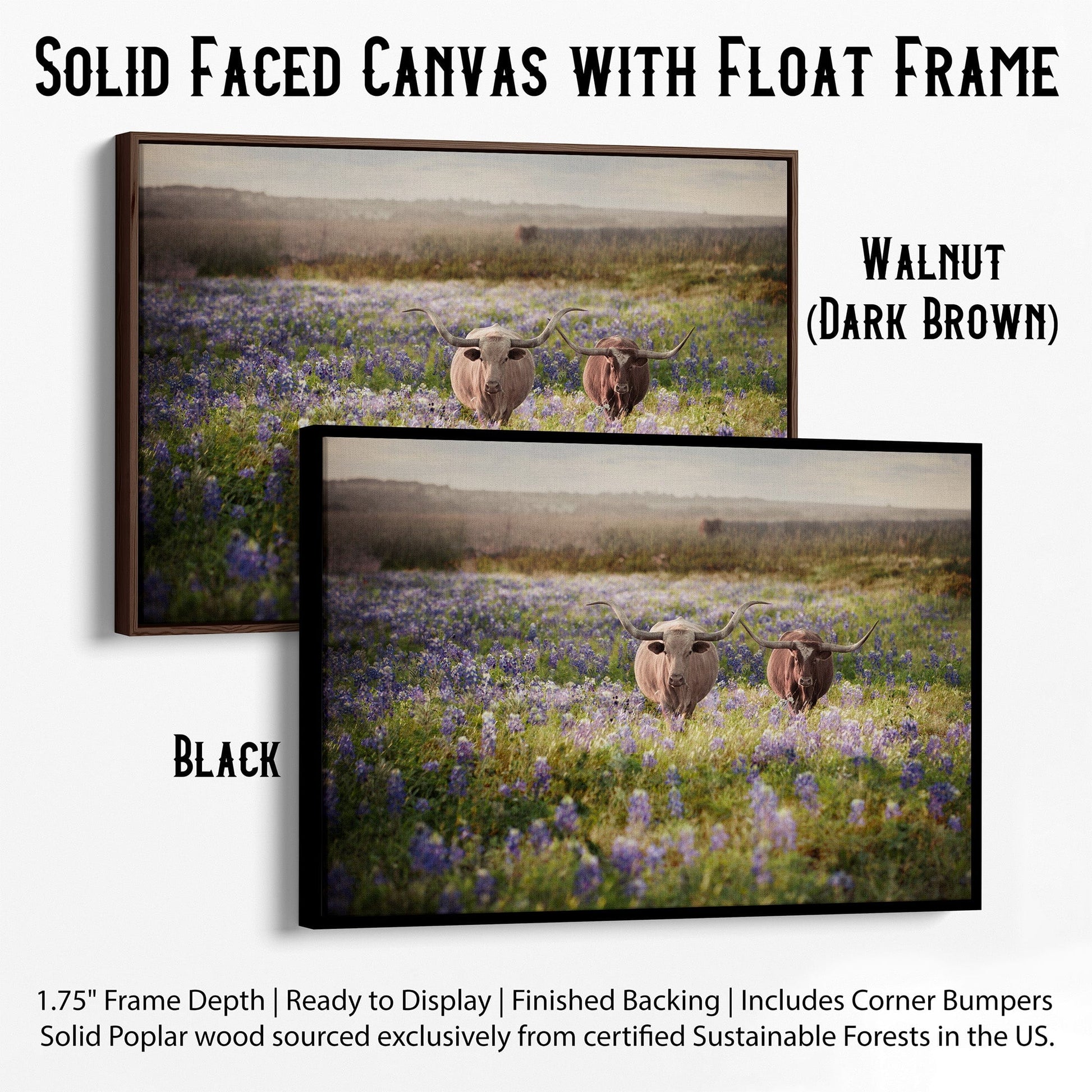 Texas Bluebonnets and Longhorn Cattle Canvas-Black Frame / 12 x 18 Inches Wall Art Teri James Photography