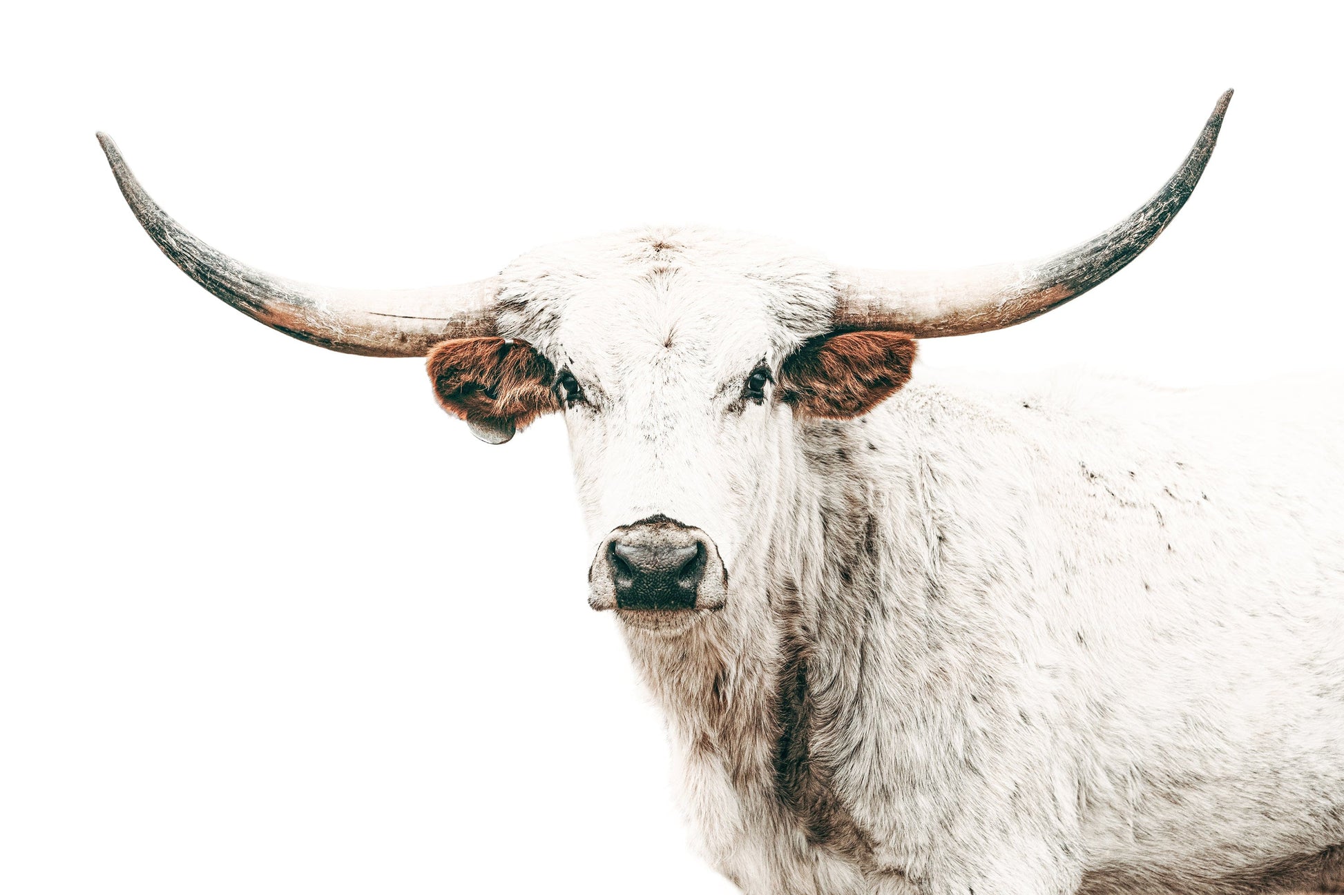 Texas Longhorn Art in Farmhouse Colors Paper Photo Print / 12 x 18 Inches Wall Art Teri James Photography