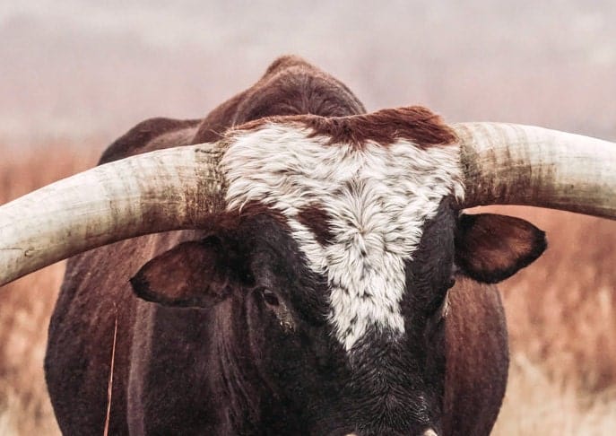 Texas Longhorn Bull Canvas Print Wall Art Teri James Photography