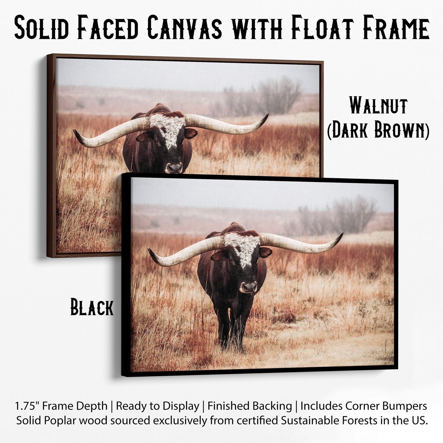 Texas Longhorn Bull Canvas Print Canvas-Black Frame / 12 x 18 Inches Wall Art Teri James Photography