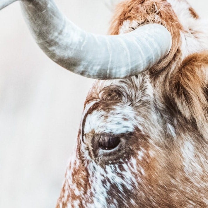 Texas Longhorn Cattle Art in Sepia Colors Wall Art Teri James Photography