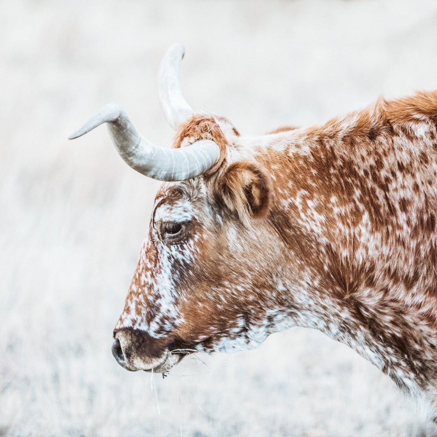 Texas Longhorn Cattle Art in Sepia Colors Paper Photo Print / 16 x 16 Inches Wall Art Teri James Photography