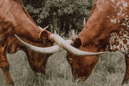 Texas Longhorn Cattle Wall Art in Muted Colors Wall Art Teri James Photography