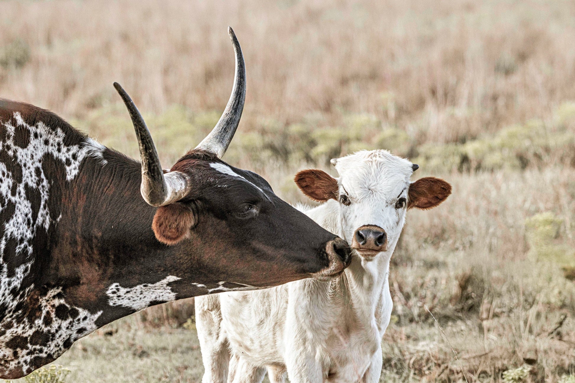 Texas Longhorn Cow and Calf Nursery Artwork Paper Photo Print / 12 x 18 Inches Wall Art Teri James Photography