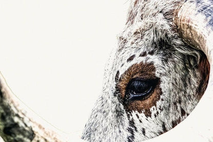 Texas Longhorn Extreme Closeup Canvas Wall Art Teri James Photography