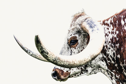 Texas Longhorn Extreme Closeup Canvas Paper Photo Print / 12 x 18 Inches Wall Art Teri James Photography