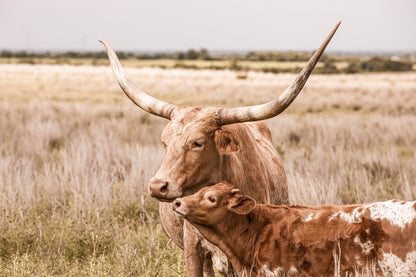 Texas Longhorn Nursery Decor Paper Photo Print / 12 x 18 Inches Wall Art Teri James Photography