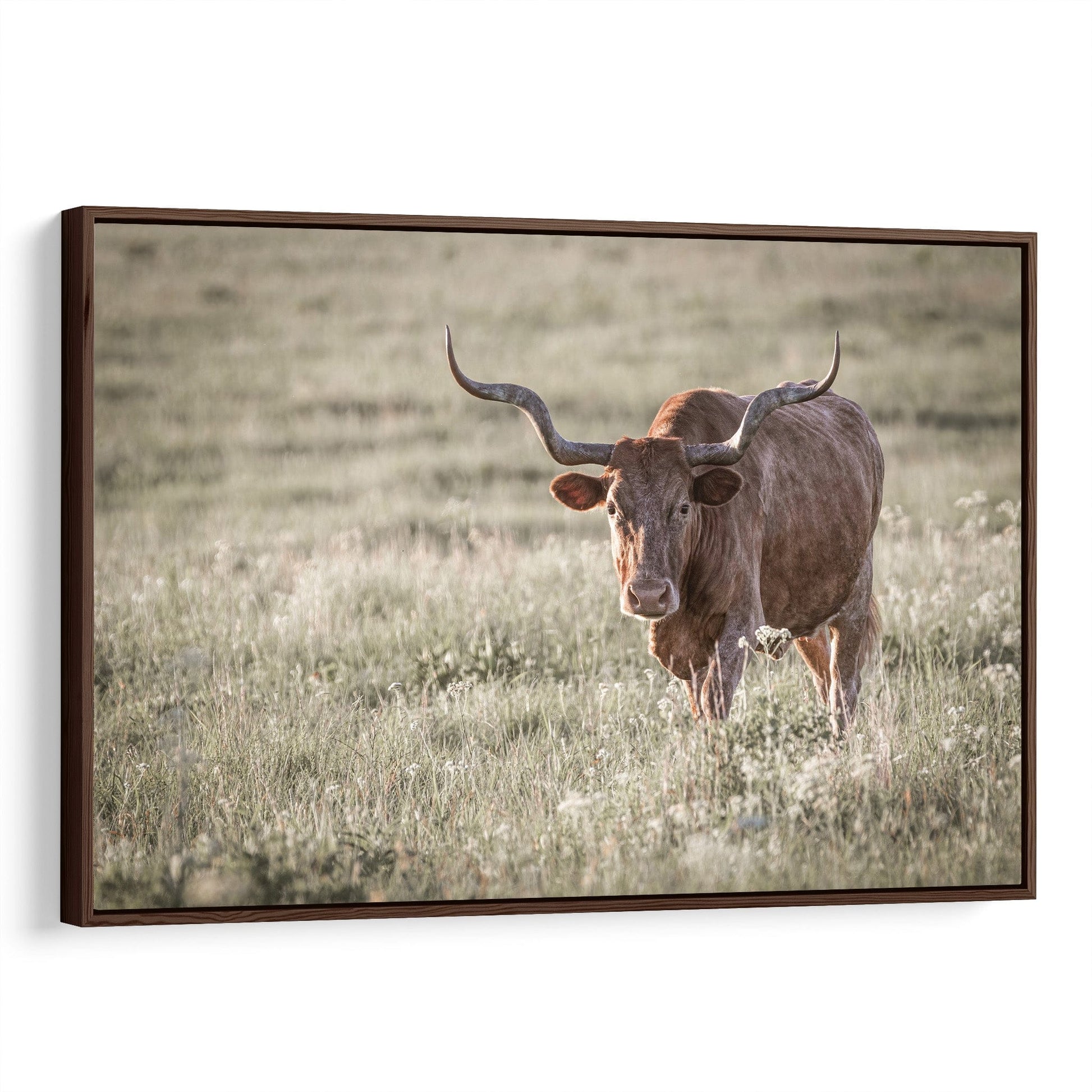Texas Longhorn Wall Art Canvas Print Canvas-Walnut Frame / 12 x 18 Inches Wall Art Teri James Photography