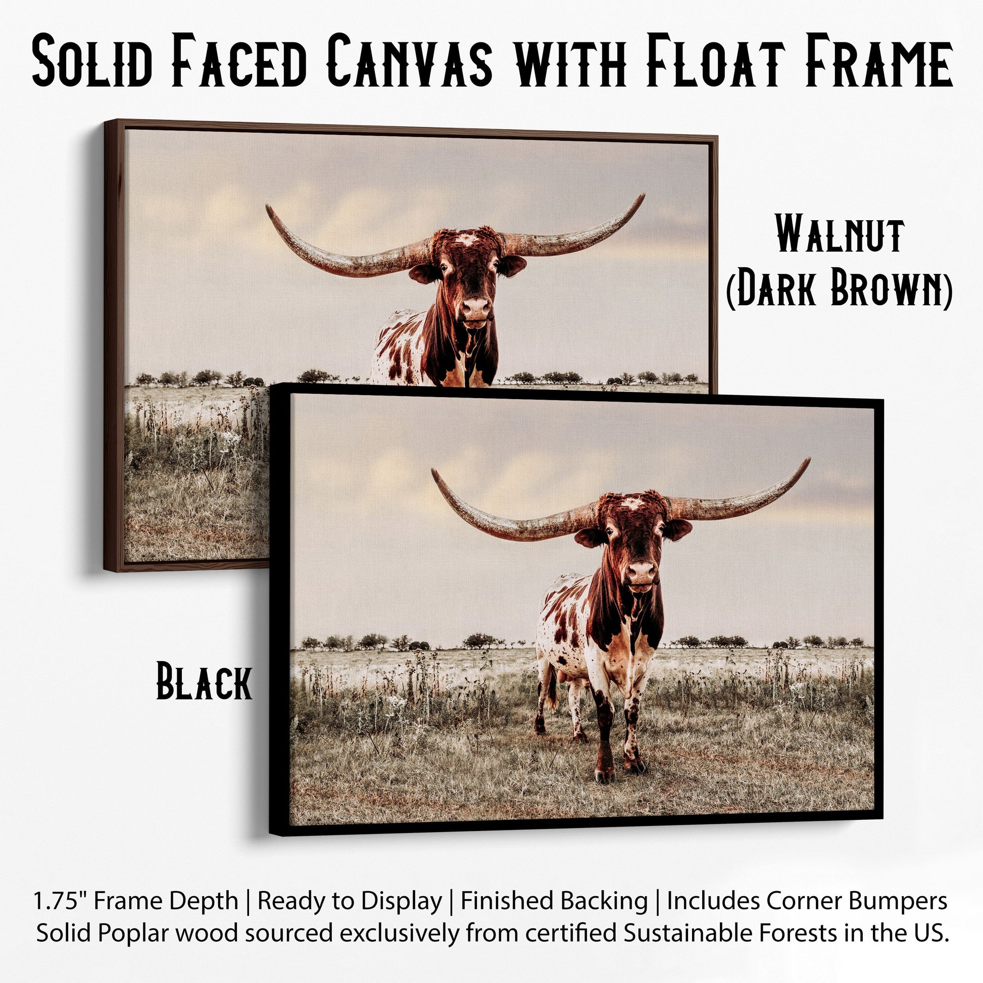 Texas Style Wall Decor - Longhorn Bull Canvas-Black Frame / 12 x 18 Inches Wall Art Teri James Photography