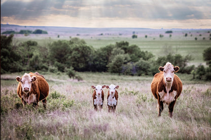 Twin Nursery Decor - Hereford Cattle Paper Photo Print / 12 x 18 Inches Wall Art Teri James Photography