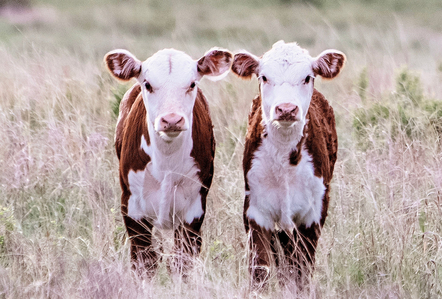 Twin Nursery Decor - Hereford Cattle Wall Art Teri James Photography