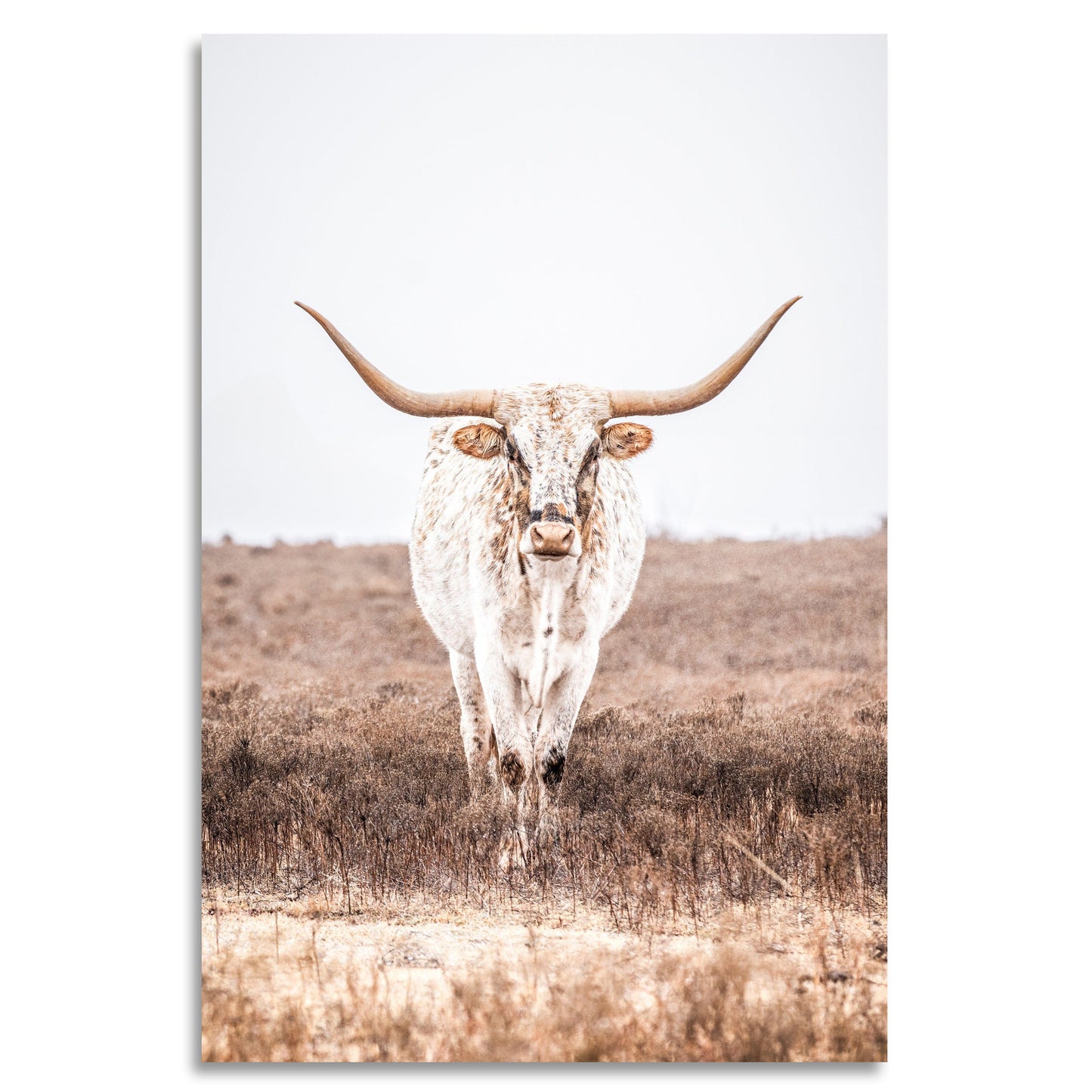 Vertical Longhorn Canvas Print in Farmhouse Style Wall Art Teri James Photography