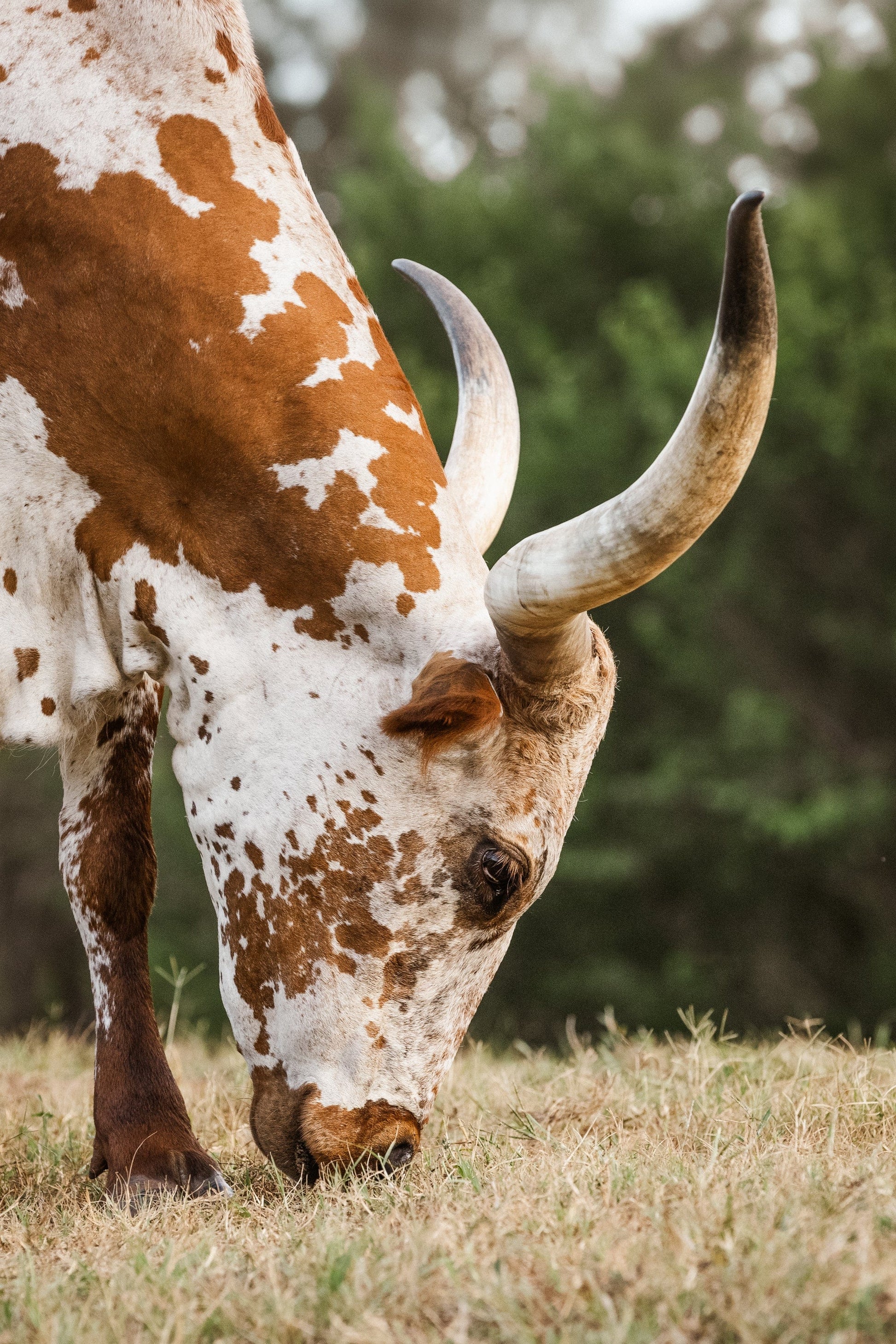 Vertical Longhorn Canvas Print Paper Photo Print / 12 x 18 Inches Wall Art Teri James Photography