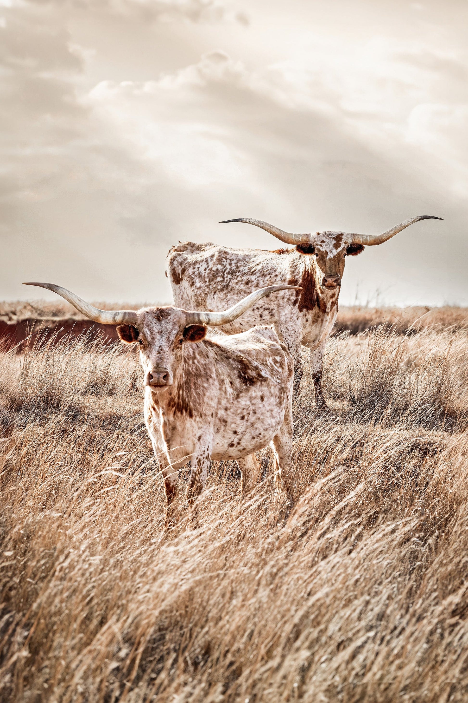 Vertical Longhorn Canvas Print Paper Photo Print / 12 x 18 Inches Wall Art Teri James Photography