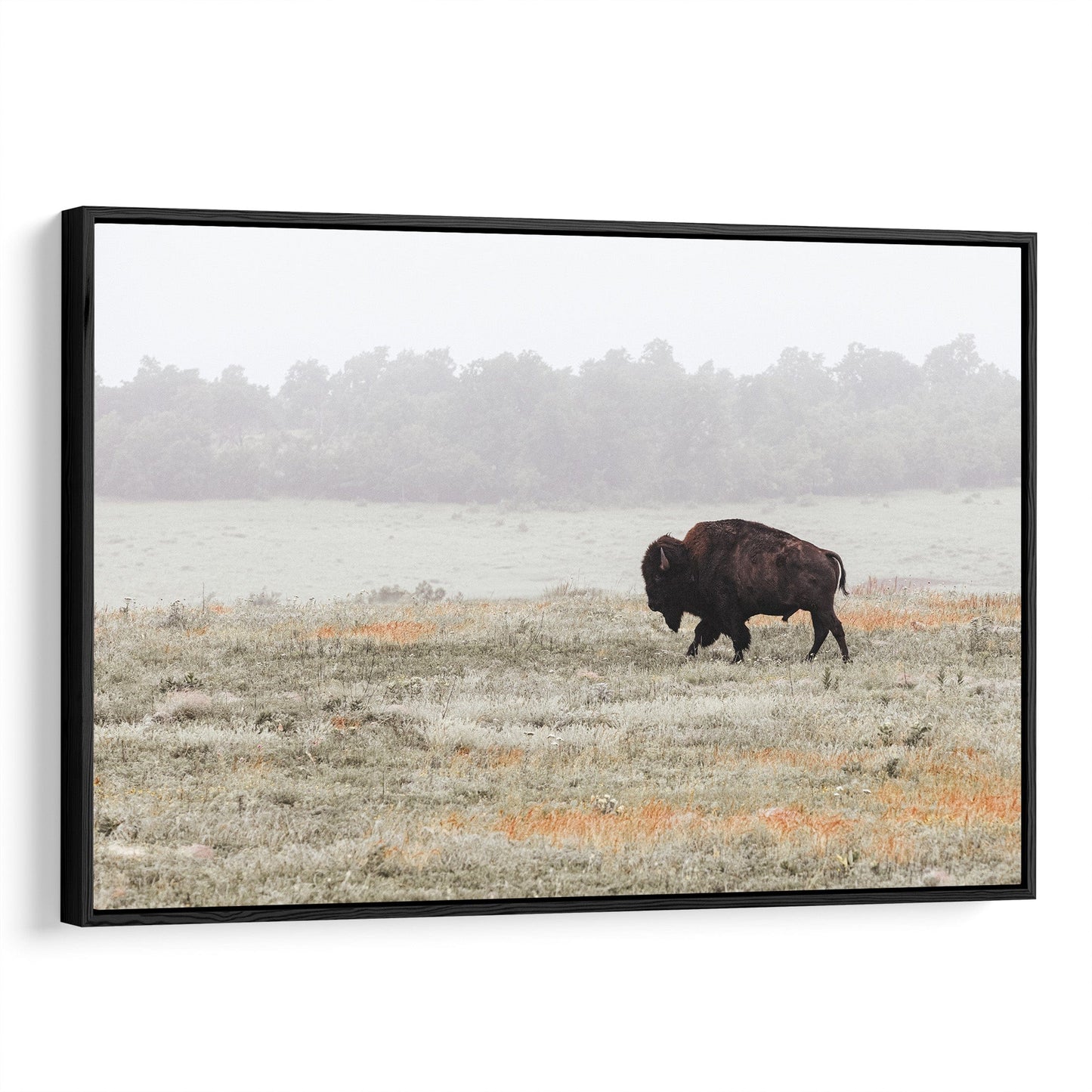 Western Artwork Bison Canvas or Print Canvas-Black Frame / 12 x 18 Inches Wall Art Teri James Photography