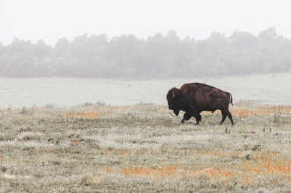 Western Artwork Bison Canvas or Print Paper Photo Print / 12 x 18 Inches Wall Art Teri James Photography