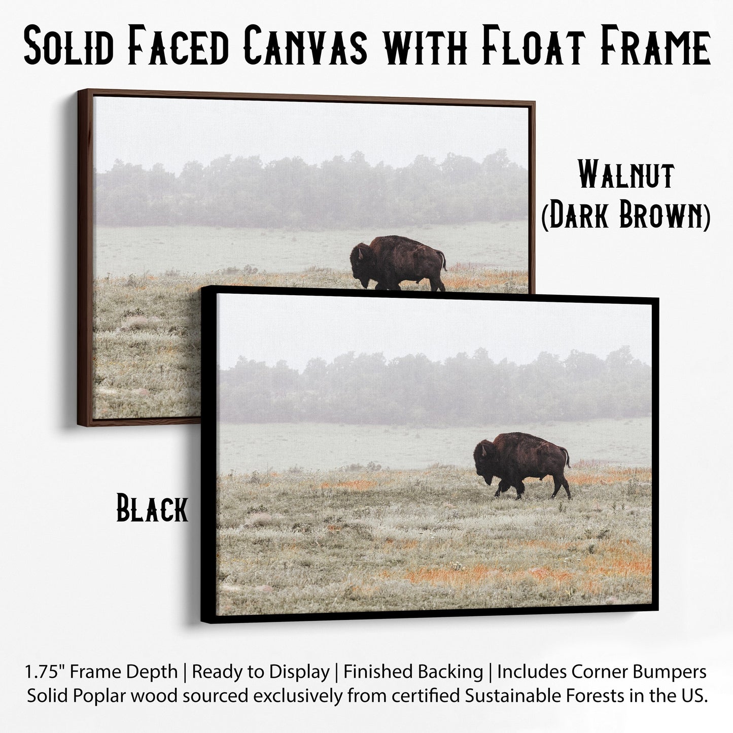 Western Artwork Bison Canvas or Print Canvas-Black Frame / 12 x 18 Inches Wall Art Teri James Photography