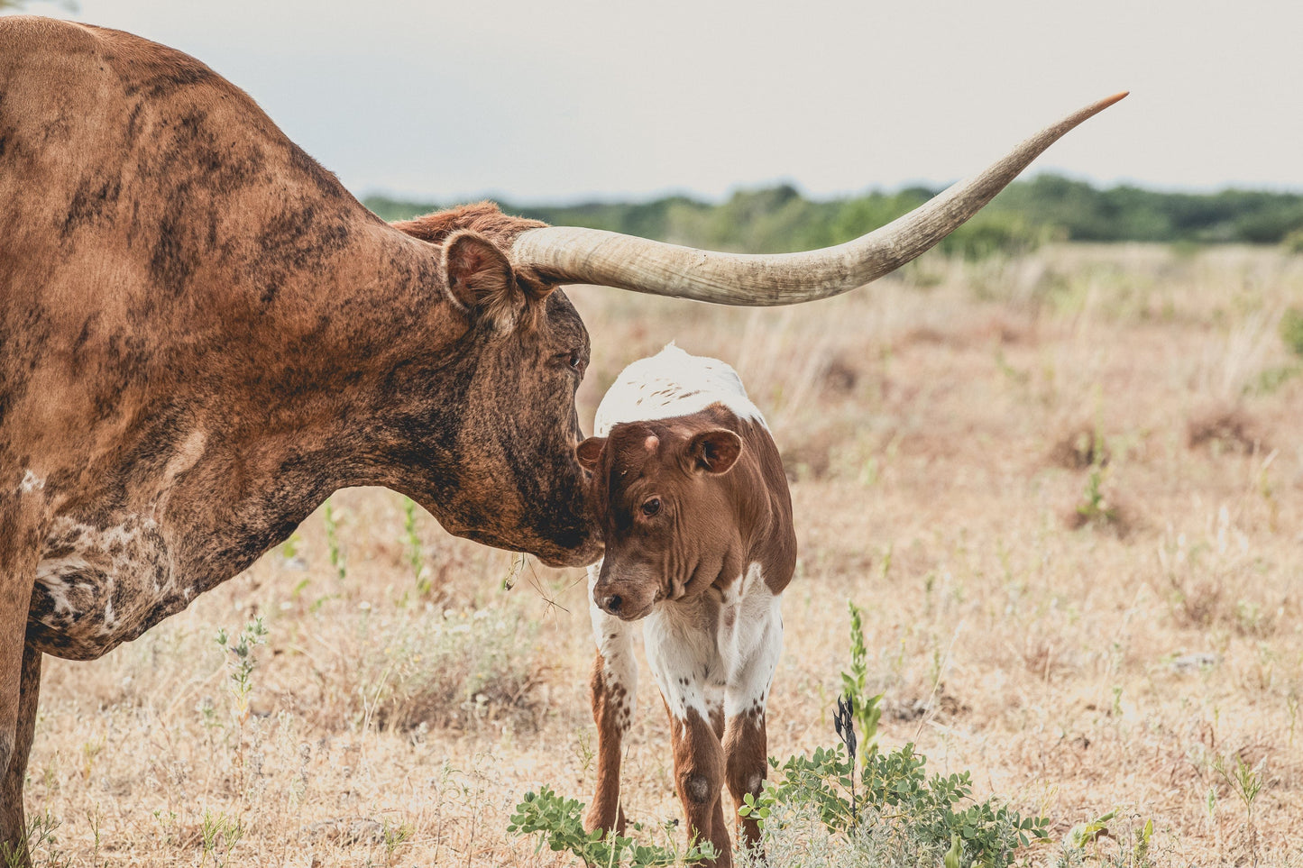 Western Home Wall Decor - Longhorn Cow and Calf Canvas Paper Photo Print / 12 x 18 Inches Wall Art Teri James Photography