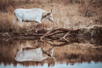 Western Living Room Decor - Longhorn Wall art Paper Photo Print / 12 x 18 Inches Wall Art Teri James Photography