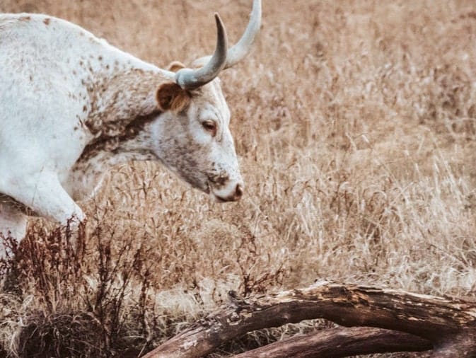 Western Living Room Decor - Longhorn Wall art Wall Art Teri James Photography