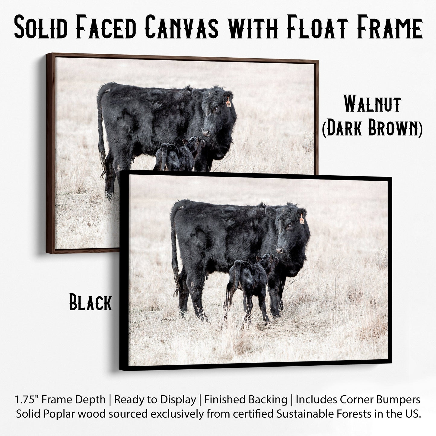 Western Nursery Wall Art - Black Angus Cow & Calf Canvas-Black Frame / 12 x 18 Inches Wall Art Teri James Photography