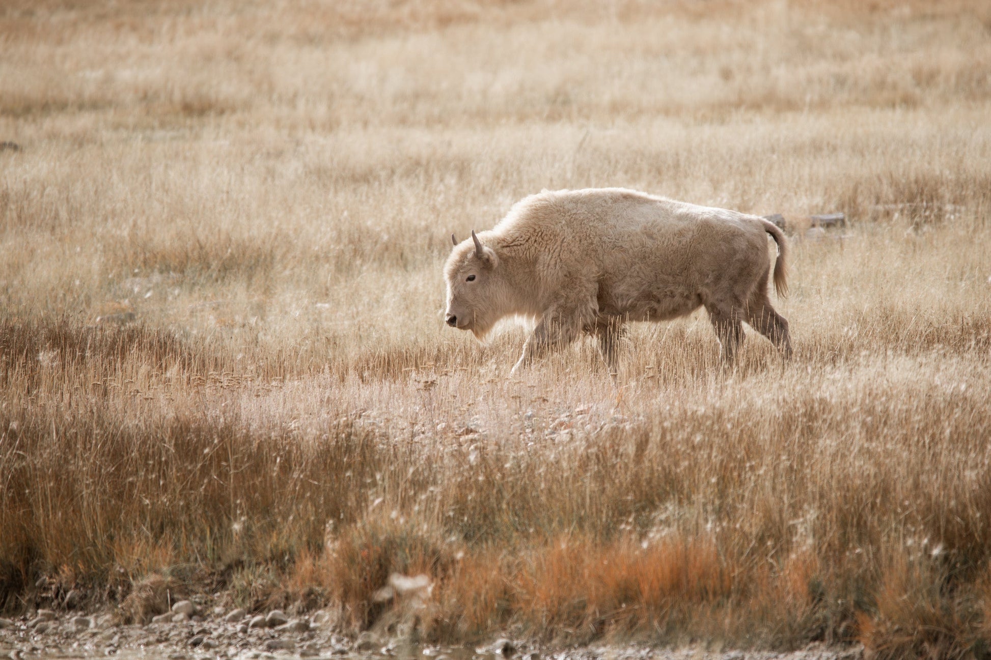 White Bison Canvas Print for Western Home Decor Paper Photo Print / 12 x 18 Inches Wall Art Teri James Photography