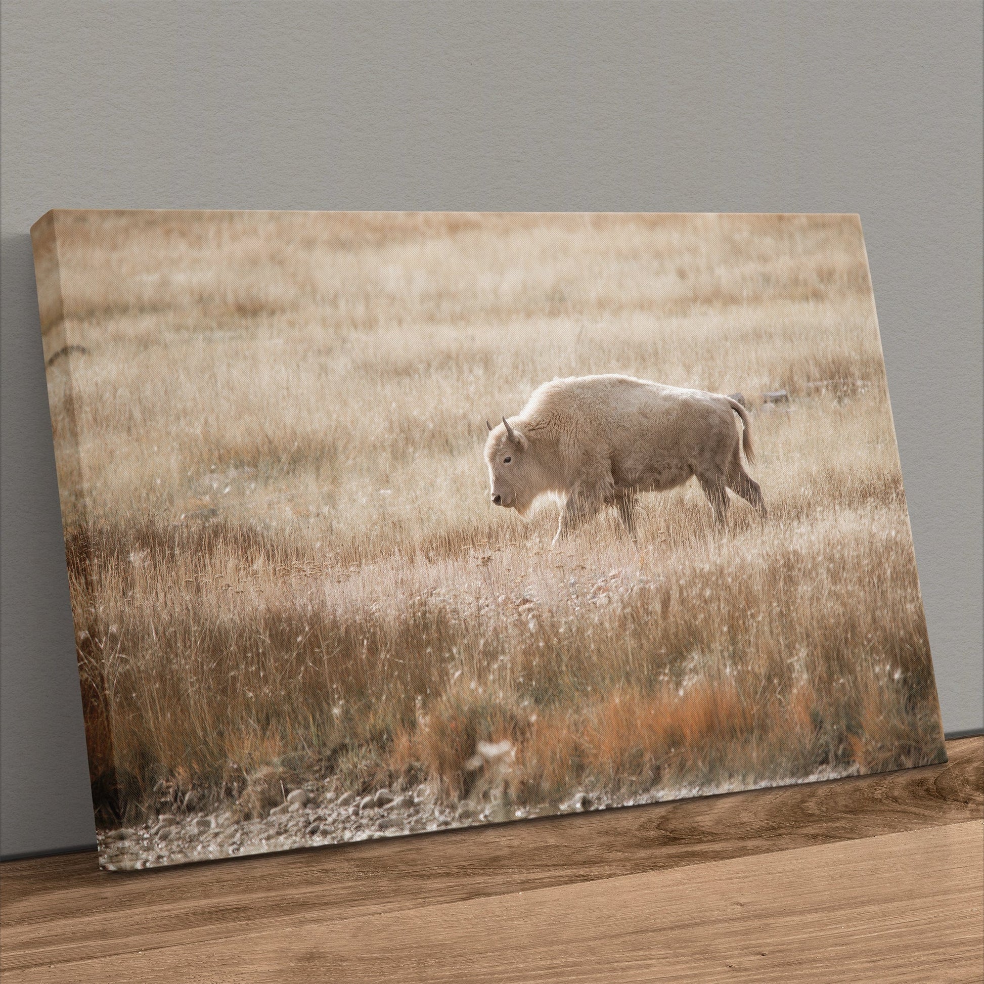 White Bison Canvas Print for Western Home Decor Canvas-Unframed / 12 x 18 Inches Wall Art Teri James Photography