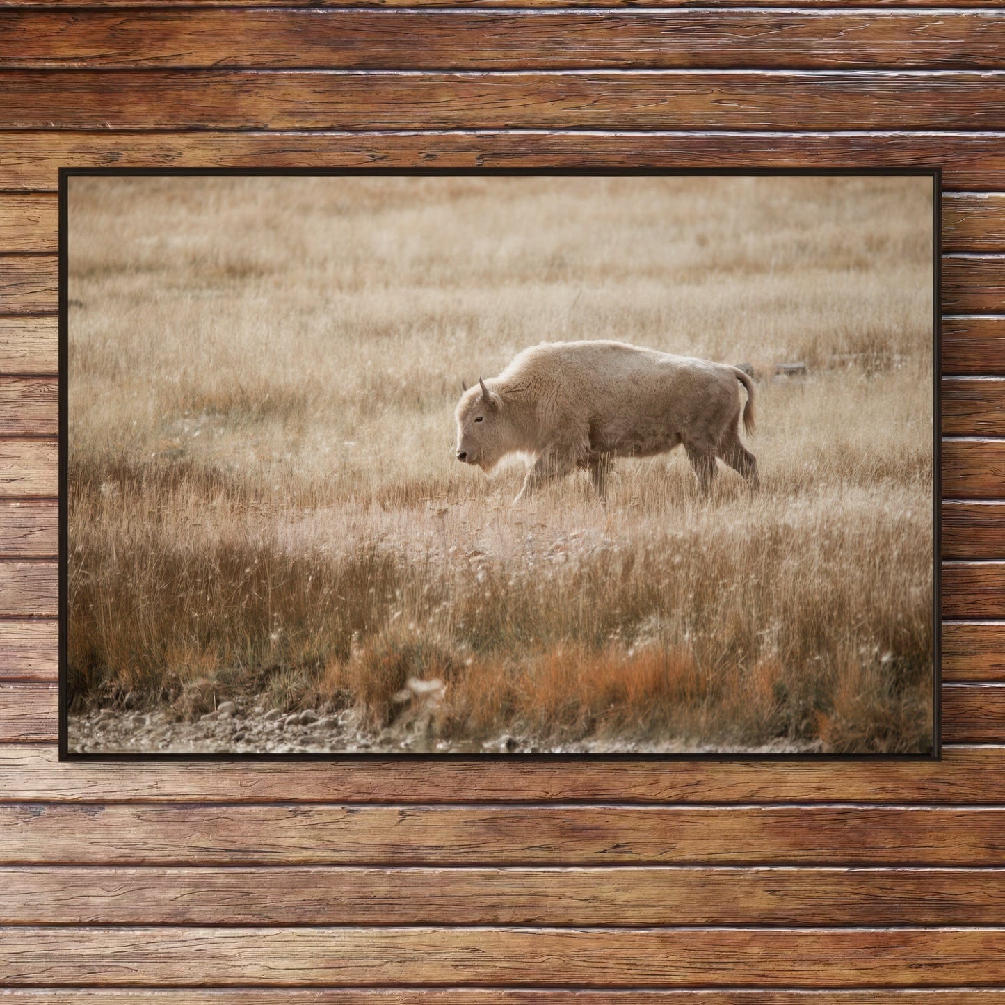 White Bison Canvas Print for Western Home Decor Wall Art Teri James Photography