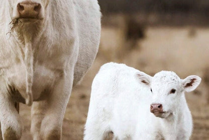 White Charolais Cow and Calf Western Nursery Wall Art Wall Art Teri James Photography