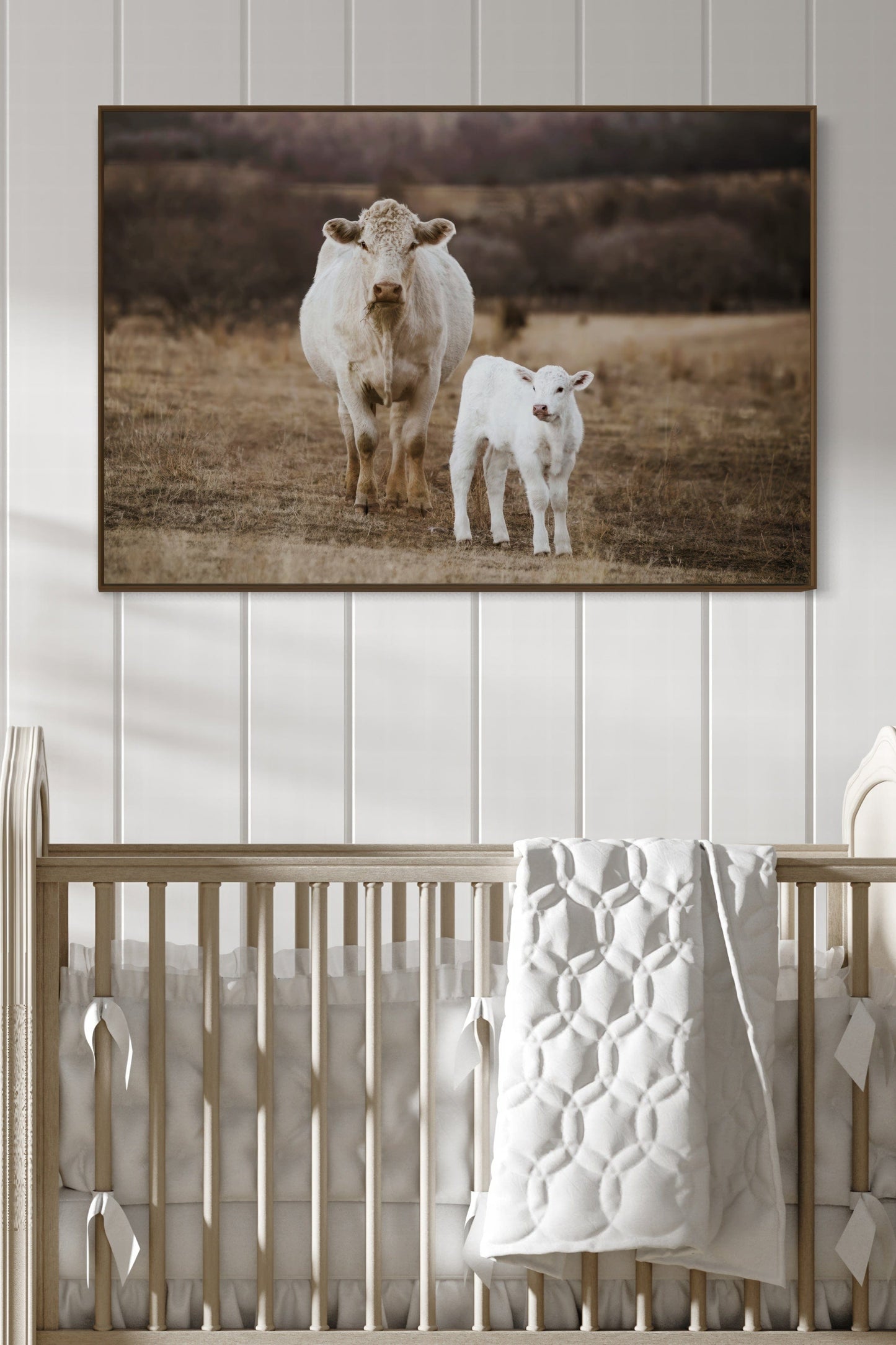 White Charolais Cow and Calf Western Nursery Wall Art Wall Art Teri James Photography