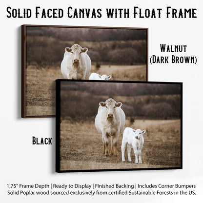 White Charolais Cow and Calf Western Nursery Wall Art Canvas-Black Frame / 12 x 18 Inches Wall Art Teri James Photography