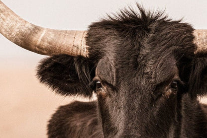 Black Texas Longhorn Canvas Print Wall Art Teri James Photography